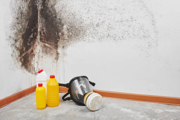 Best Emergency Mold Remediation in Pullman, WA