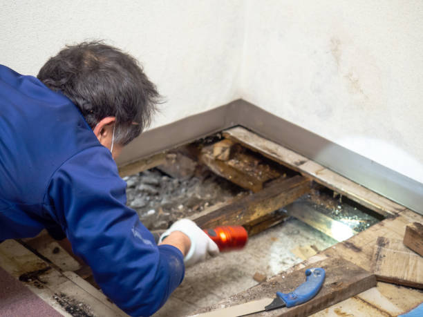 Best Emergency Mold Remediation in Pullman, WA