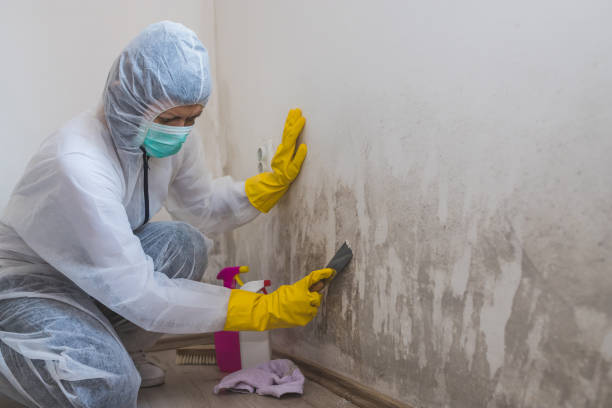 Pullman, WA Mold Remediation Company