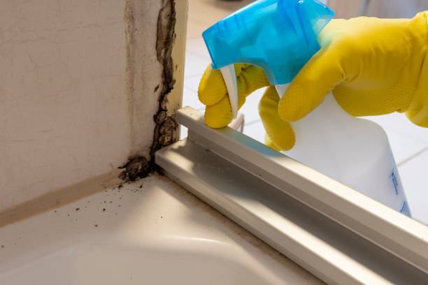 Best Post-Flood Mold Remediation in Pullman, WA