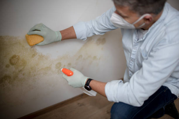 Best Post-Flood Mold Remediation in Pullman, WA