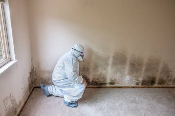 Best Basement Mold Remediation in Pullman, WA