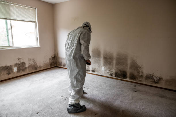 Best Commercial Mold Remediation in Pullman, WA