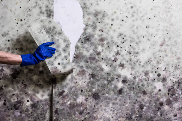 Best Industrial Mold Remediation in Pullman, WA