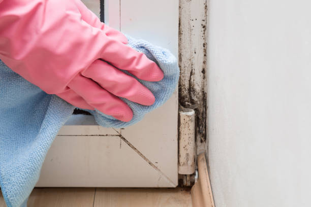 Localized Mold Remediation (e.g., coastal areas, humid climates)