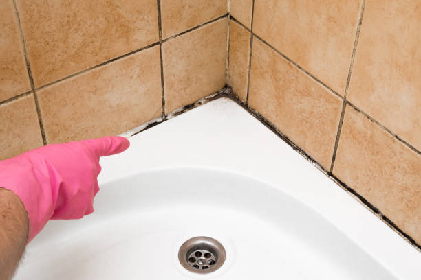 Best HVAC Mold Remediation in Pullman, WA